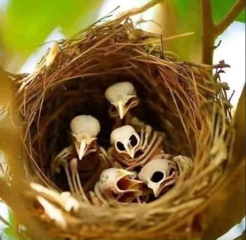 Hãy Dừng Sát Sinh trong Việc Phóng Sinh!