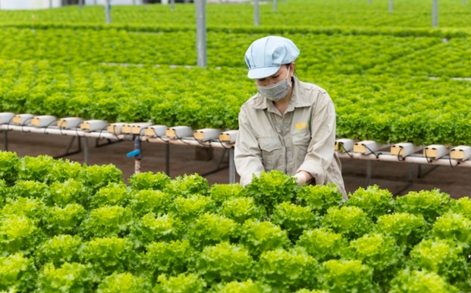 Rau xà lách sạch, an toàn từ WinEco thêm dinh dưỡng cho bữa cơm Việt- Ảnh 1. Rau xà lách sạch, an toàn từ WinEco thêm dinh dưỡng cho bữa cơm Việt- Ảnh 1.