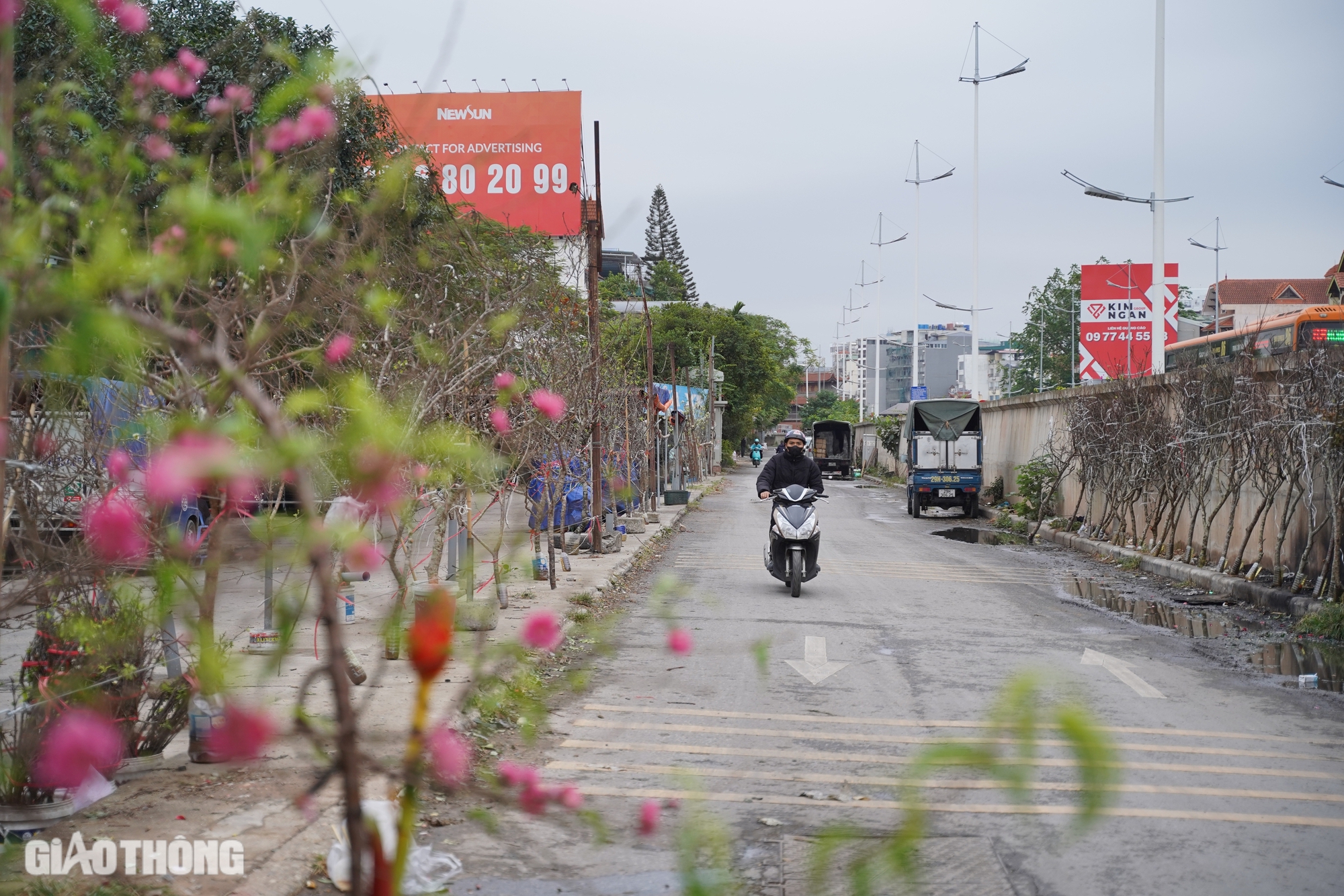 Người dân Thủ đô chi tiền triệu mua đào nở sớm- Ảnh 1. Người dân Thủ đô chi tiền triệu mua đào nở sớm- Ảnh 1.