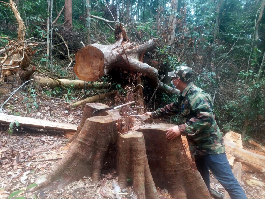 Quảng Ngãi siết quản lý rừng, ngăn chặn lợi dụng xóa nhà tạm để phá rừng- Ảnh 1. Quảng Ngãi siết quản lý rừng, ngăn chặn lợi dụng xóa nhà tạm để phá rừng- Ảnh 1.