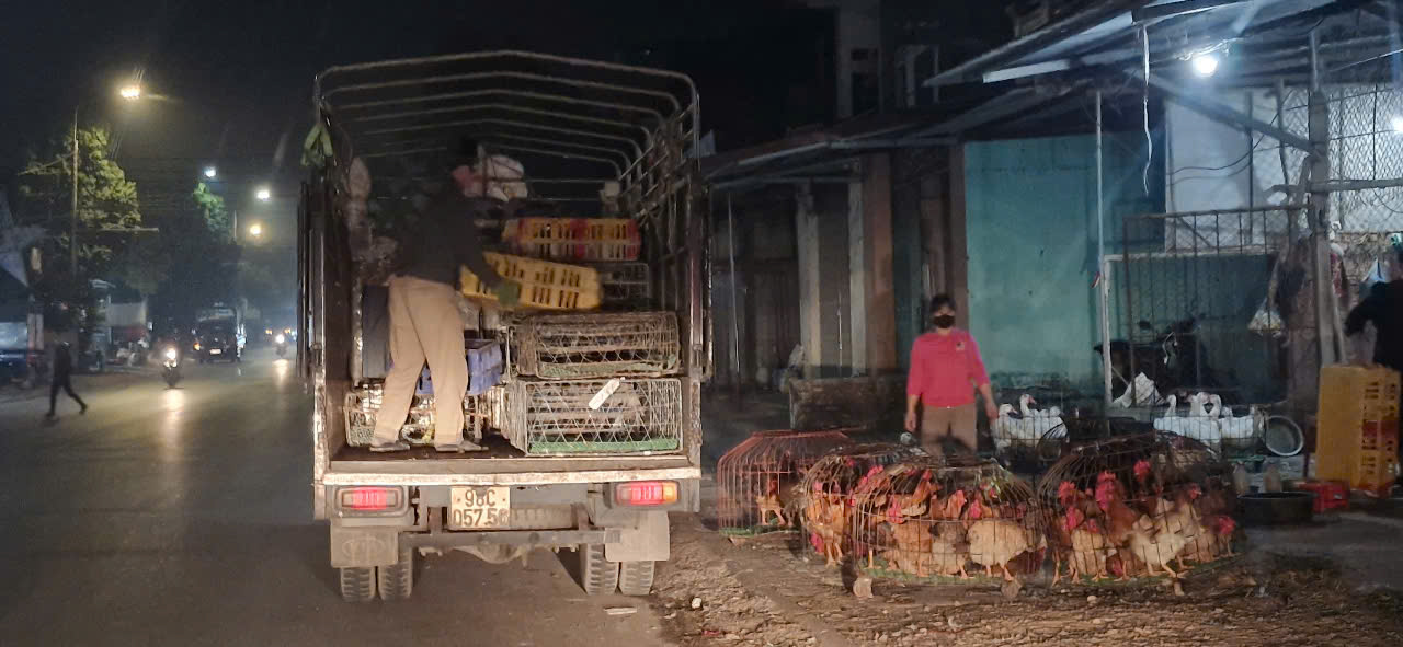 Chưa đến Tết, chợ gà lớn nhất Bắc Giang giao dịch xuyên đêm- Ảnh 1. Chưa đến Tết, chợ gà lớn nhất Bắc Giang giao dịch xuyên đêm- Ảnh 1.