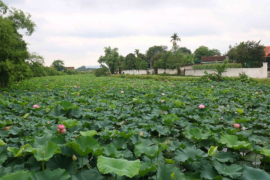 Hương sen tháng Năm